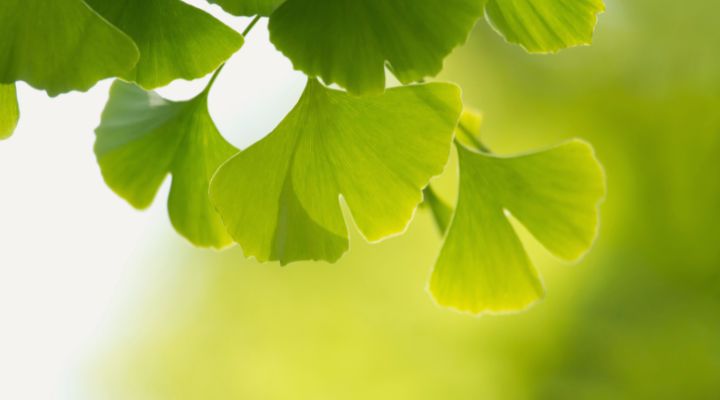 Ginkgo biloba Ginkgo biloba